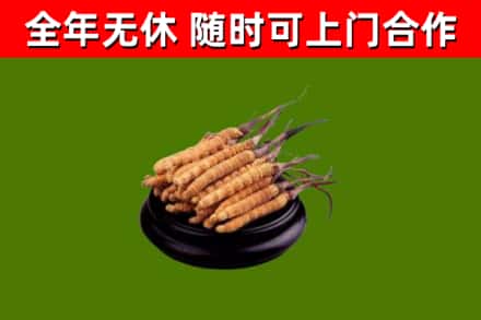 无锡市烟酒回收冬虫夏草.jpg